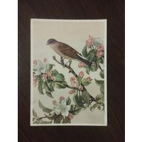 Славка серая.