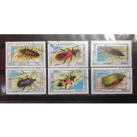 Сомали. 1998 год. Фауна. Жуки (1279)