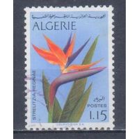 [352] Алжир 1973. Флора.Цветы.Стрелиция. Концовка серии.Гашеная марка.