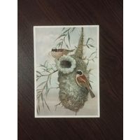 Сумчатые синицы.