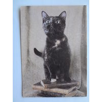 Календарик 1993 г.  Кошка. (123).